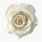 Euca Rose Scented Foaming Soap